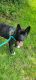 Akita Puppies for sale in Chattanooga, TN, USA. price: NA