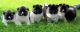 Akita Puppies for sale in TX-249, Houston, TX, USA. price: NA