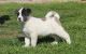 Akita Puppies for sale in TX-249, Houston, TX, USA. price: $700