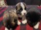 Akita Puppies for sale in Lathrop, CA, USA. price: $2,000
