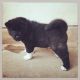 Akita Puppies for sale in Temecula, CA, USA. price: $2,850