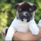Akita Puppies for sale in Chicago, IL, USA. price: $500
