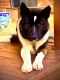 Akita Puppies for sale in Somerset, OH 43783, USA. price: NA
