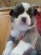 Akita Puppies for sale in Walland, TN 37886, USA. price: NA