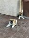 Akita Puppies for sale in Moreno Valley, CA 92551, USA. price: NA