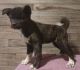 Akita Puppies for sale in Colorado Springs, CO, USA. price: $1,500
