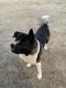Akita Puppies for sale in Royse City, TX, USA. price: NA
