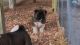 Akita Puppies for sale in Carthage, NC, USA. price: $2,000