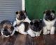 Akita Puppies for sale in Chicago, IL, USA. price: $700