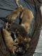 Akita Puppies for sale in Ridgefield, WA 98642, USA. price: $1,200
