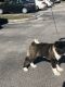 Akita Puppies for sale in Kissimmee, FL, USA. price: $2,200