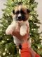 Akita Puppies for sale in Eagle Mountain, UT, USA. price: $800