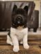 Akita Puppies for sale in South Hill, WA, USA. price: $1,600