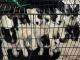 Akita Puppies for sale in Philadelphia, PA, USA. price: $600