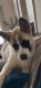 Akita Puppies for sale in San Antonio, TX, USA. price: $1,700