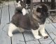 Akita Puppies for sale in Gig Harbor, WA, USA. price: $2,500