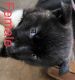 Akita Puppies for sale in Lathrop, CA, USA. price: $300