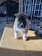 Akita Puppies for sale in Tulare, CA 93274, USA. price: $500