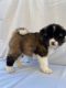 Akita Puppies for sale in Pinon Hills, CA 92372, USA. price: NA
