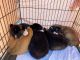 Akita Puppies for sale in Pinon Hills, CA, USA. price: $600