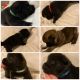 Akita Puppies for sale in Johnston, RI 02919, USA. price: NA