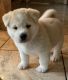 Akita Puppies for sale in San Diego, CA, USA. price: NA