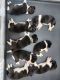Akita Puppies for sale in Harbeson, DE 19951, USA. price: $850