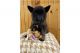 Akita Puppies for sale in Florida St, San Francisco, CA, USA. price: NA