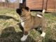 Akita Puppies for sale in Churchville, PA, USA. price: $2,400
