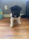 Akita Puppies for sale in Lexington, SC, USA. price: NA