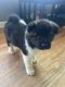 Akita Puppies for sale in Lexington, SC, USA. price: $2,000