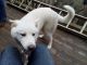 Akita Puppies for sale in Conyers, GA, USA. price: $1,500