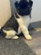 Akita Puppies for sale in Strathmore, AB T1P 1J4, Canada. price: NA