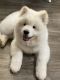 Akita Puppies for sale in McDonough, GA 30253, USA. price: $2,500