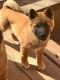 Akita Puppies for sale in Stone Mountain, GA, USA. price: NA