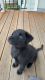 Akita Puppies for sale in Beaverton, OR, USA. price: $600