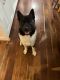 Akita Puppies for sale in South Bay, CA, USA. price: $1,000