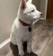 Akita Puppies for sale in Whittier, CA, USA. price: $800