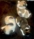 Akita Puppies for sale in Hacienda Heights, CA, USA. price: $2,000