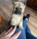 Akita Puppies for sale in Hollywood, Los Angeles, CA, USA. price: $600