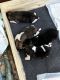 Akita Puppies for sale in Valley View, OH 44125, USA. price: NA