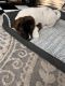 Akita Puppies for sale in Tempe, AZ, USA. price: NA