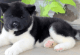Akita Puppies for sale in Miami, FL, USA. price: NA