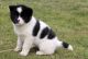 Akita Puppies for sale in Spring City, PA 19475, USA. price: NA