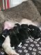 Akita Puppies for sale in Waterbury, CT, USA. price: NA