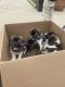 Akita Puppies for sale in Canyon Lake, CA 92587, USA. price: NA