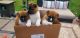 Akita Puppies for sale in Harvey, IL 60428, USA. price: NA