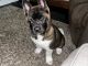 Akita Puppies for sale in Valley View, OH 44125, USA. price: NA