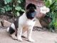 Akita Puppies for sale in Fort Worth, TX, USA. price: NA