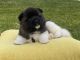 Akita Puppies for sale in The Bronx, NY 10453, USA. price: $2,500